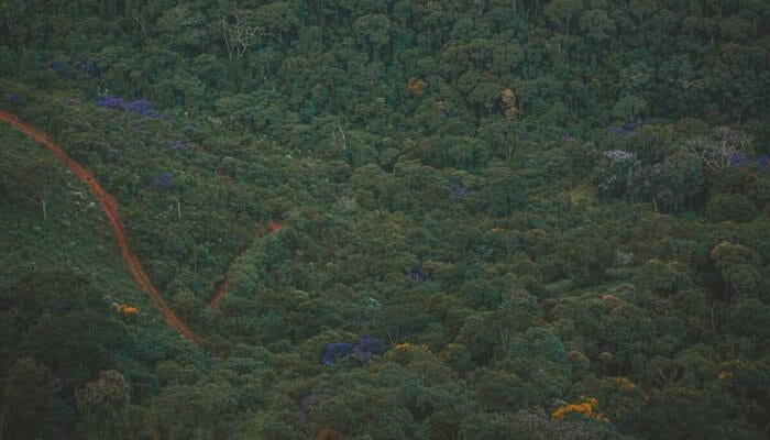 Teknologi i-tree Dinilai Bisa Menjaga Hutan