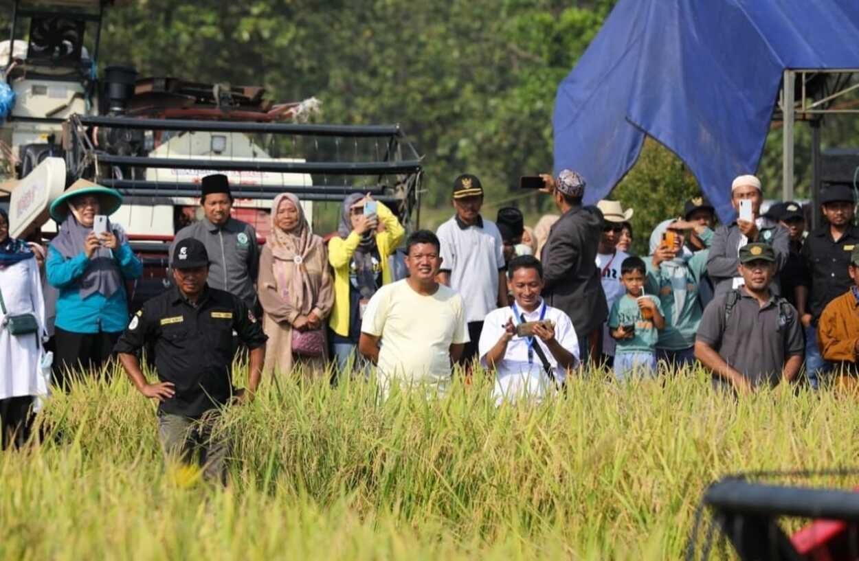 Ambu Anne Penen Raya Padi Musim Gadu di Campaka