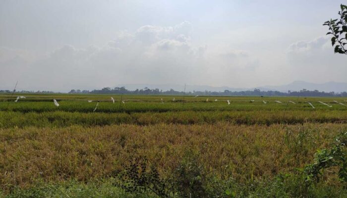 Program Petani Milenial untuk Pertanian Berkelanjutan