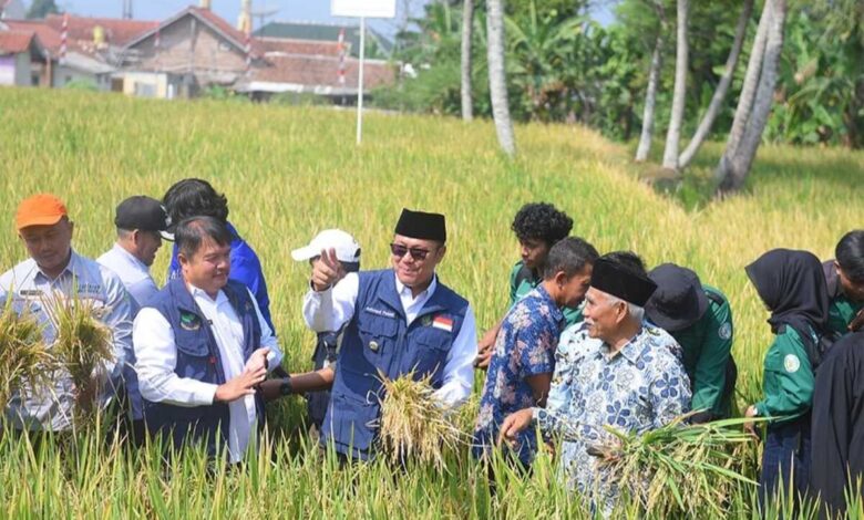 Walikota Sukabumi Bersama Warga Panen Padi IP400