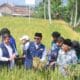 Walikota Sukabumi Bersama Warga Panen Padi IP400