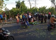 Gadis Tertimpa Pohon Tewas saat Bersepeda Motor