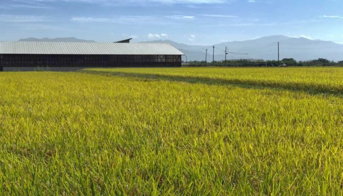 Warga Jabar Diminta Tak Panik, Bey Sebut Stok Beras Aman