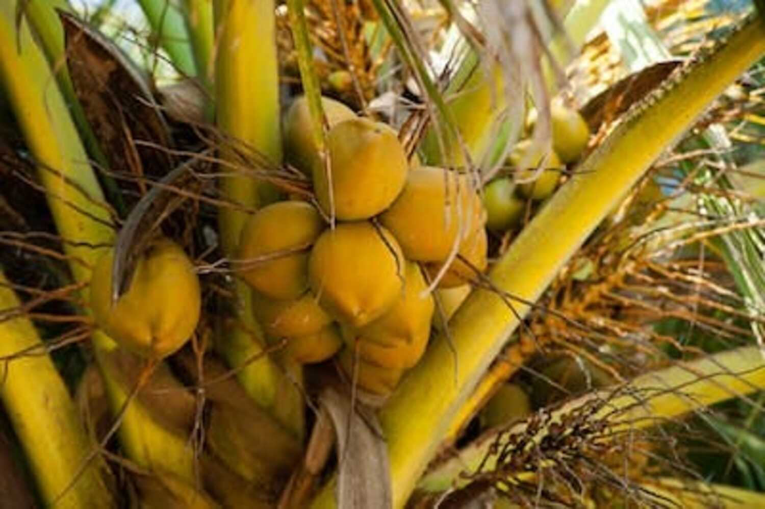 Air Kelapa Ijo Memiliki Manfaat dan Kegunaan untuk Apa