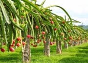 Cara Menanam Buah Naga atau Pitaya