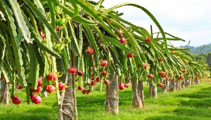 Cara Menanam Buah Naga atau Pitaya