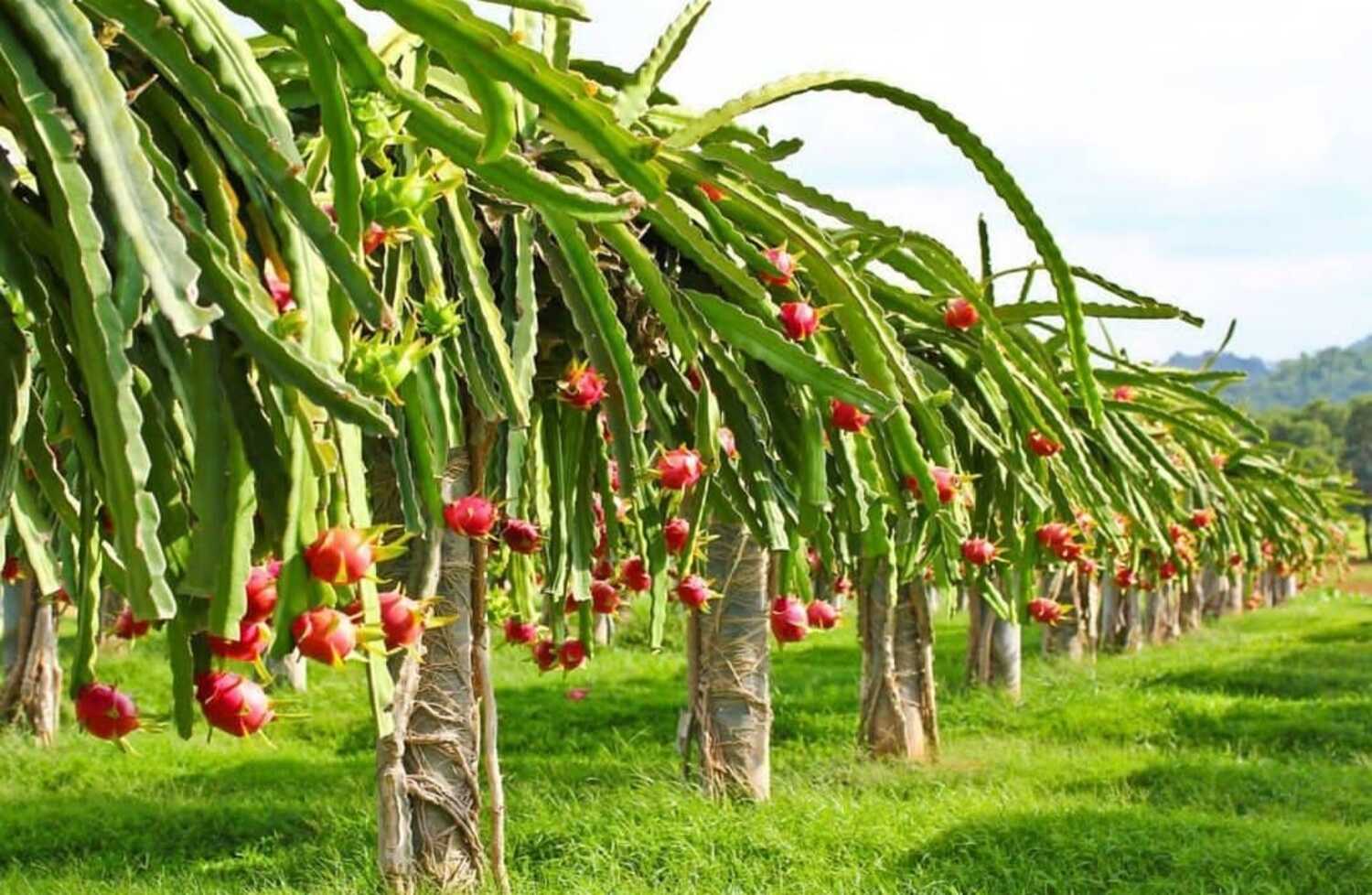 Cara Menanam Buah Naga atau Pitaya