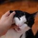Kucing Menjilat dan Menggigit Saat Salat, Batalkah ?