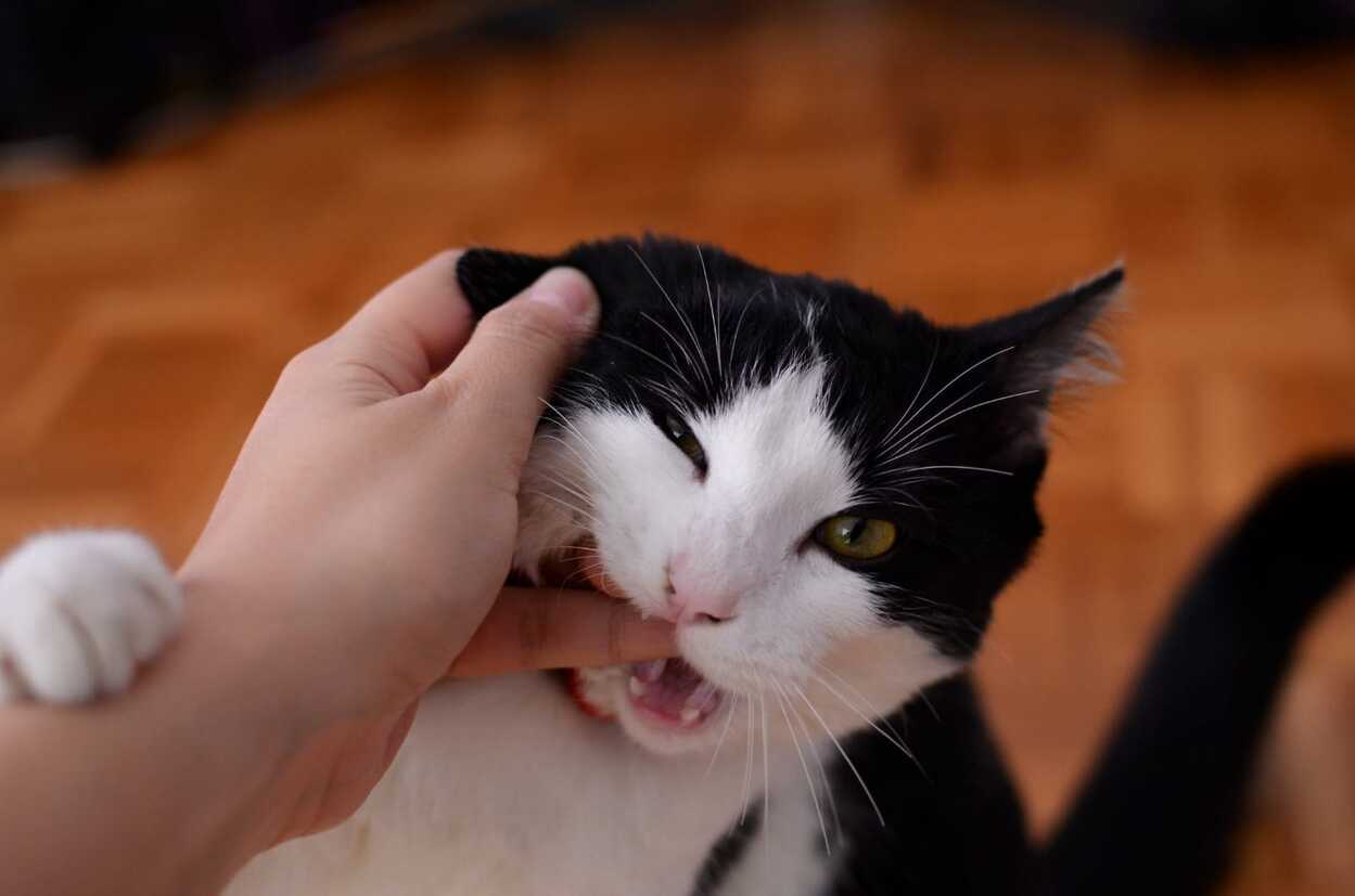 Kucing Menjilat dan Menggigit Saat Salat, Batalkah ?
