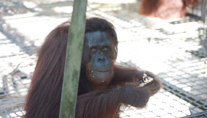 12 Orang Utan Dilepasliarkan di Bukit Batikap dan Hutan Kehje Sewen