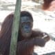 12 Orang Utan Dilepasliarkan di Bukit Batikap dan Hutan Kehje Sewen