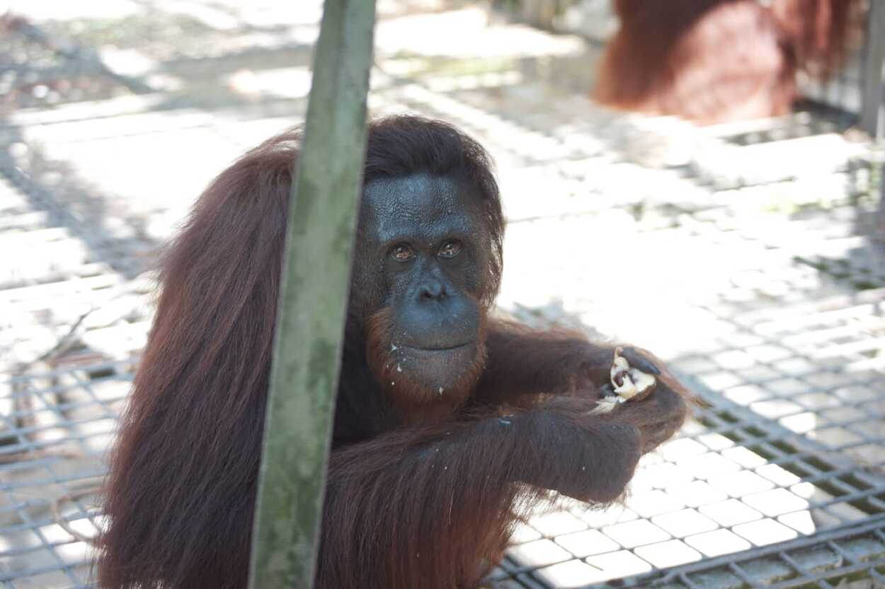 12 Orang Utan Dilepasliarkan di Bukit Batikap dan Hutan Kehje Sewen