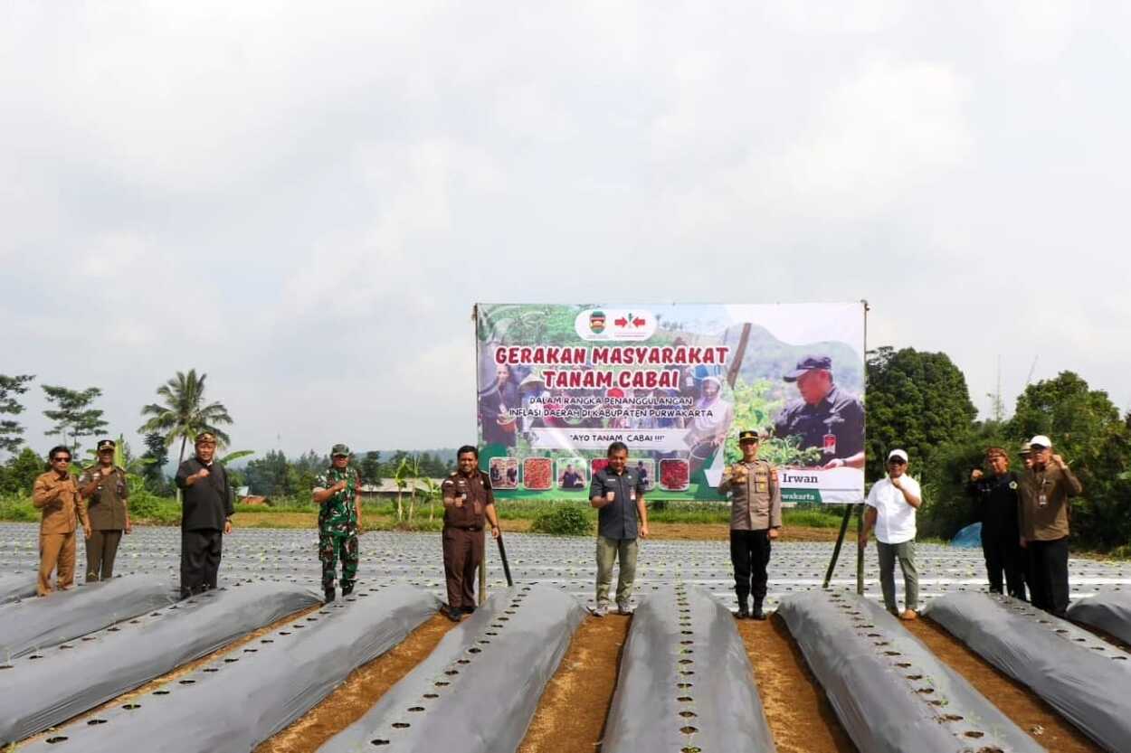 Gerakan Masyarakat Tanam Cabai di Purwakarta