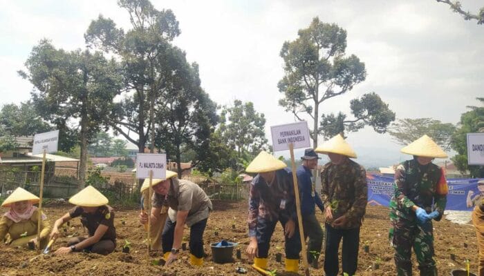 Kota Cimahi Menerima Bantuan 5.000 Bibit Cabai