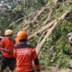 2 Pohon Tumbang di Lereng Gunung Lawu Timpa 2 Warung