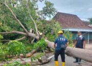 Pohon Tumbang di Magetan dan Ponorogo Lumpuhkan Akses