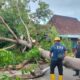 Pohon Tumbang di Magetan dan Ponorogo Lumpuhkan Akses