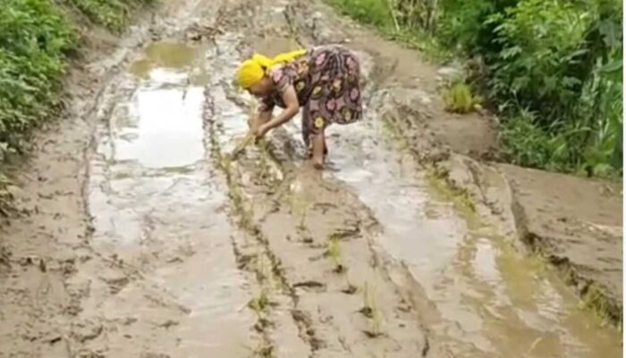 Seorang Ema di Sukabumi Tanam Padi di Jalan