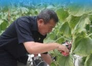 Benni Irwan Panen Melon di PT. Sweet Greens Indonesia
