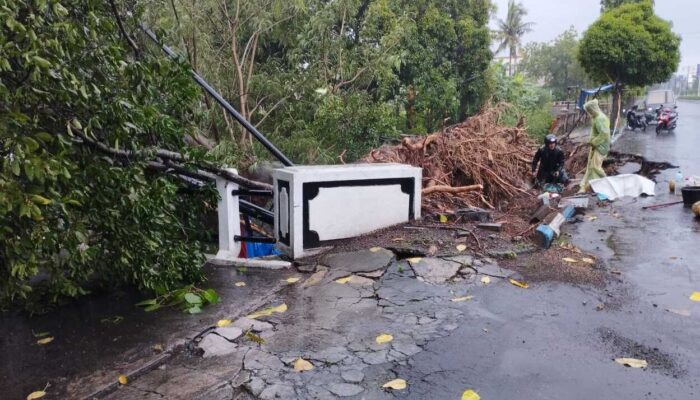 Pohon Tumbang Diterpa Hujan Menimpa Rumah