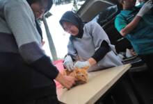 DKPP Kota Bandung Akan Sterilisasi Hewan Secara Gratis