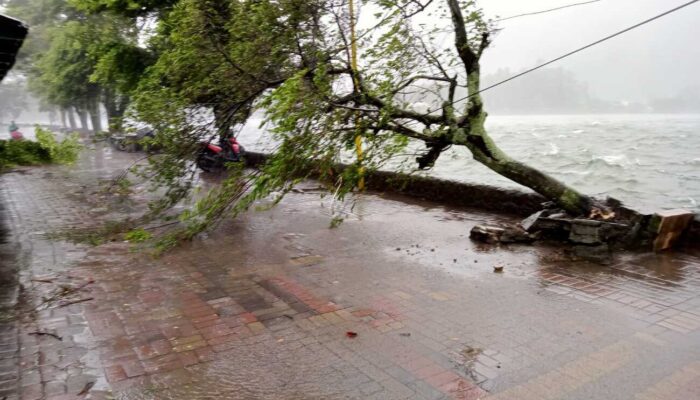 Hujan Angin, Pohon Bertumbangan di Kabupaten Magetan