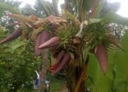 Pohon Pisang Muli Bertandan 5 Jadi Tontonan Warga