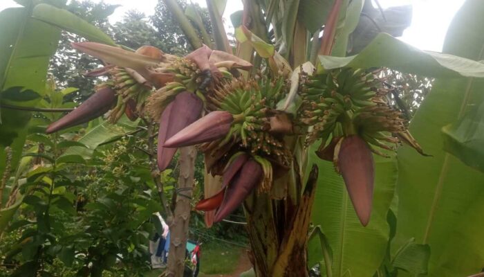 Pohon Pisang Muli Bertandan 5 Jadi Tontonan Warga