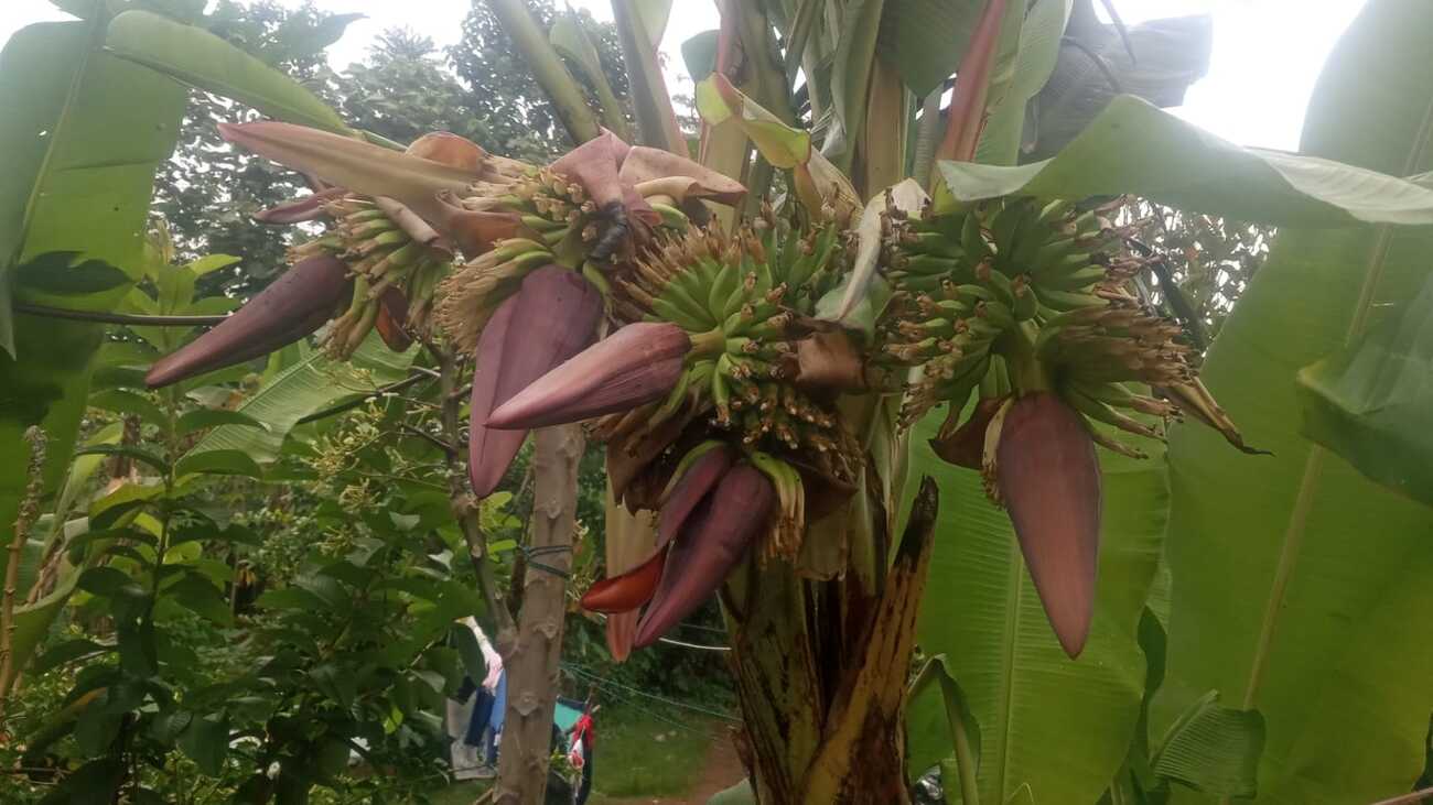 Pohon Pisang Muli Bertandan 5 Jadi Tontonan Warga