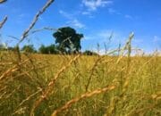 Pompanisasi Maksimalkan Produksi Sawah Tadah Hujan