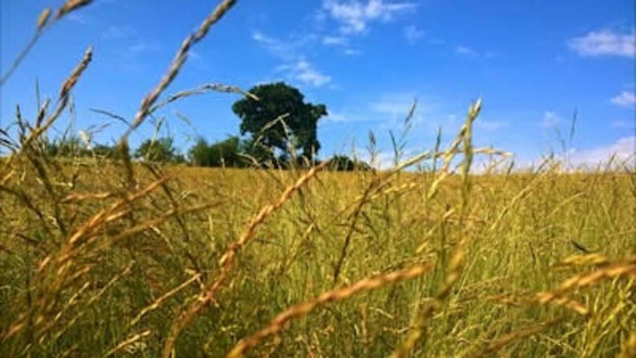 Pompanisasi Maksimalkan Produksi Sawah Tadah Hujan