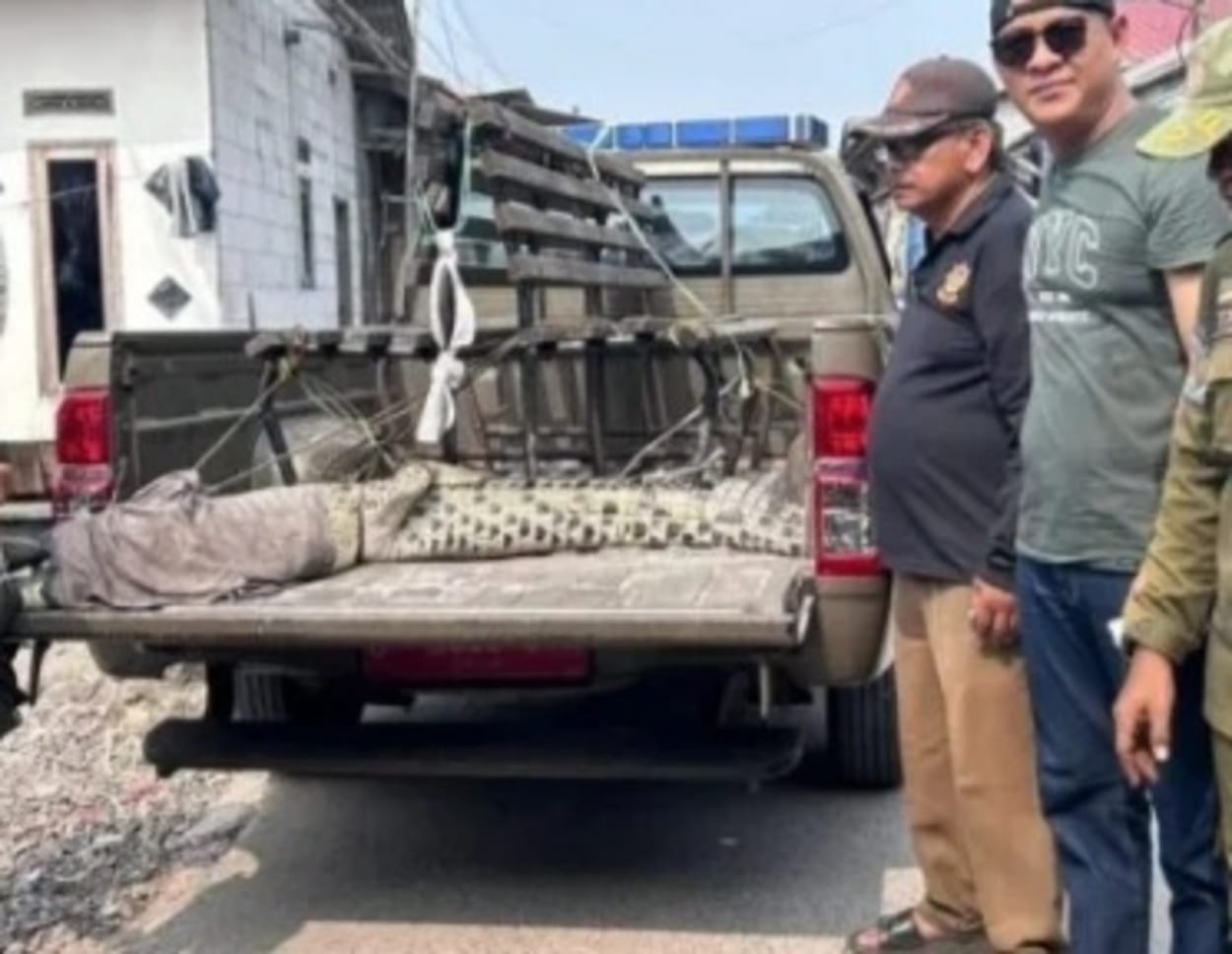 Buaya 3 Meter Ditangkap Warga Karangserang Tangerang
