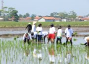 Kang DS Bahagia Atas Bantuan Pertanian untuk Petani di Kab Bandung