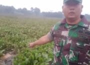 Mayat Laki-laki Mengambang di Waduk Cirata Cianjur