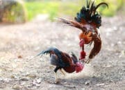 Polisi Gerebeg Judi Sabung Ayam, 11 Orang Diciduk