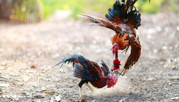 Polisi Gerebeg Judi Sabung Ayam, 11 Orang Diciduk