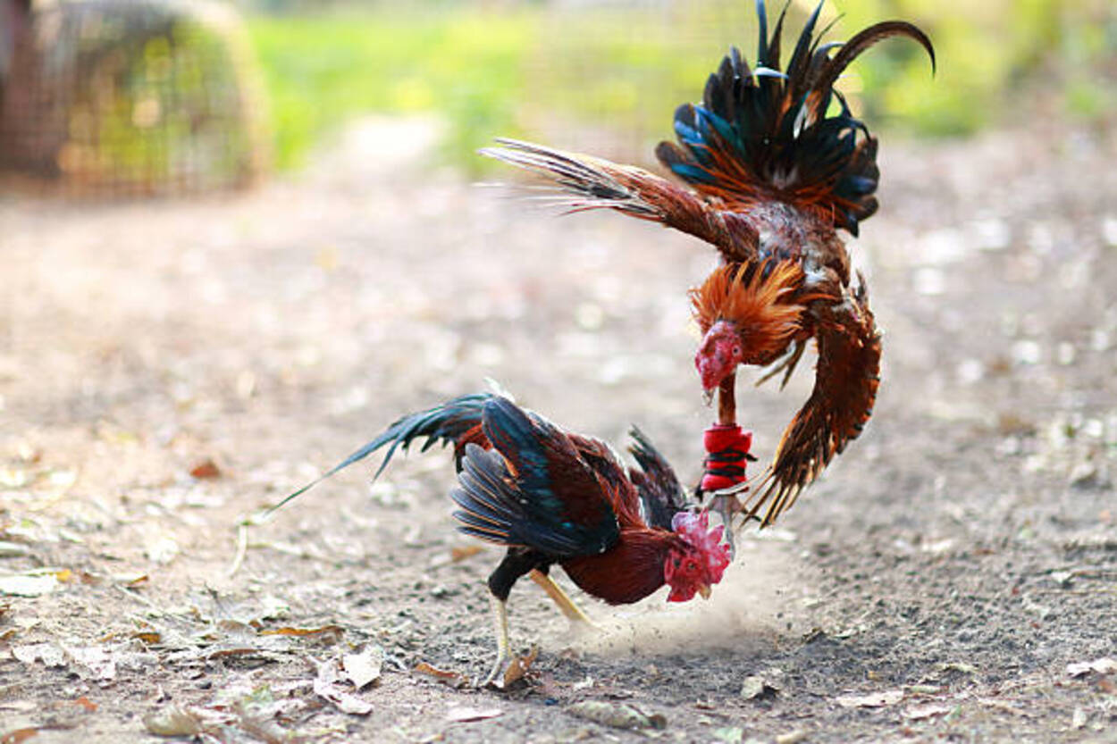 Polisi Gerebeg Judi Sabung Ayam, 11 Orang Diciduk