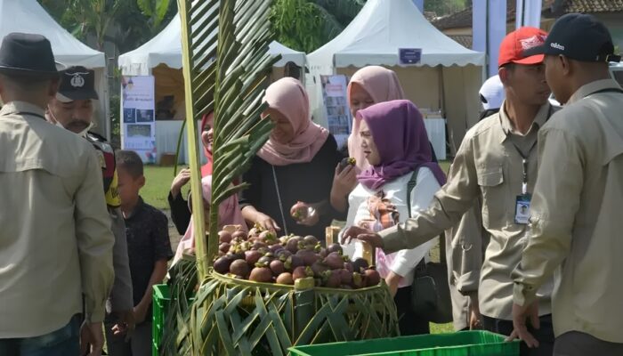 Lahan Manggis di Purwakarta Disertifikasi