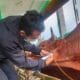 Dispernakan KBB Masifkan Pemeriksaaan Hewan Kurban