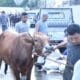 Kejati Jabar Kurban 7 Sapi dan 1 Kambing