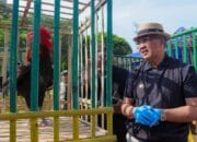 Pemkot Cimahi Menggelar Kontes Ayam Pelung