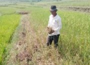 Petani di Bandung Barat Merintih Minimnya Aliran Air