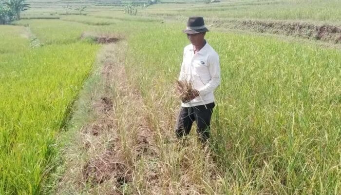 Petani di Bandung Barat Merintih Minimnya Aliran Air