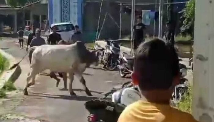 Seekor Sapi di Tasikmalaya Kabur saat Akan Dikurbankan