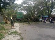 Truk Kontainer Hantam Pohon Trembesi di Cianjur