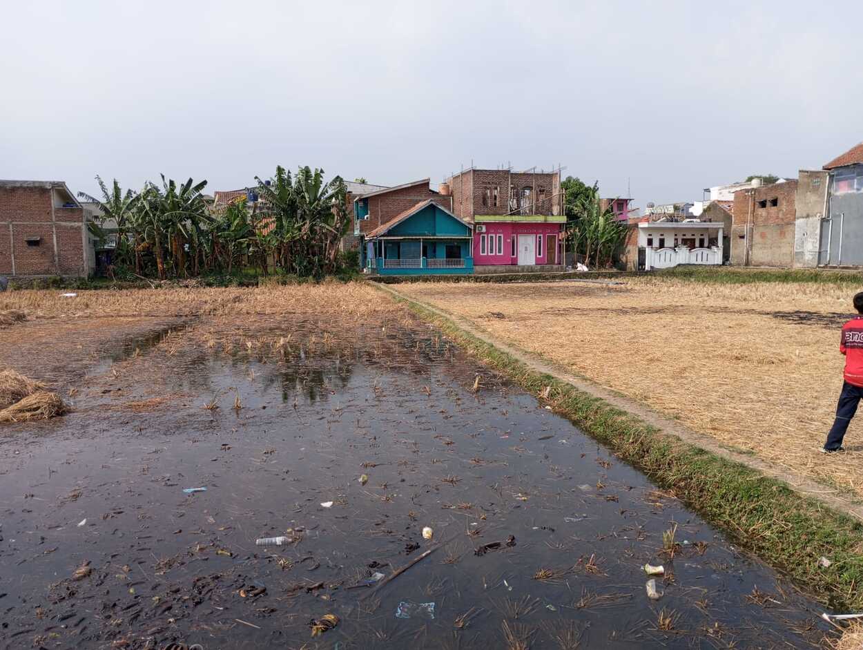 Kekeringan Mengancam Ribuan Hektare Sawah di KBB