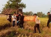 Polisi Evakuasi Jenazah Paruh Baya di Area Pesawahan Lembursitu Sukabumi