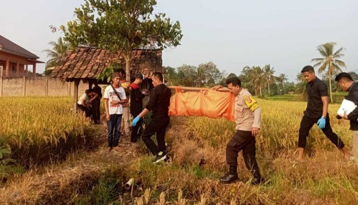 Polisi Evakuasi Jenazah Paruh Baya di Area Pesawahan Lembursitu Sukabumi
