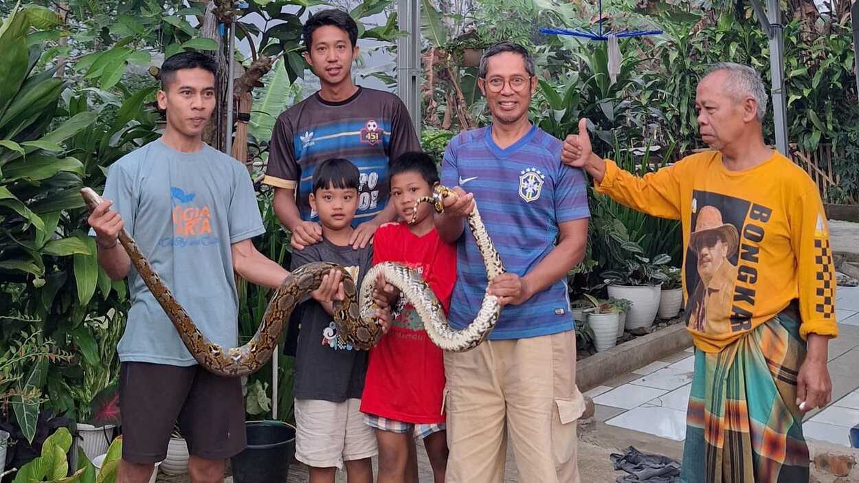 Relawan JSI Tangkap Ular Sanca Kembang 3 Meter Diatap Rumah Warga Cicantayan Sukabumi