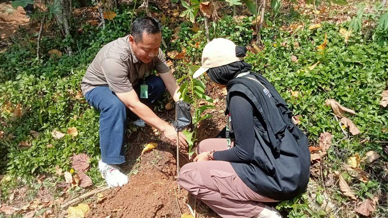 Kementerian LHK Beserta STISIP Syamsul Ulum Tanam 1 Juta Pohon di Nyalindung & Surade Sukabumi